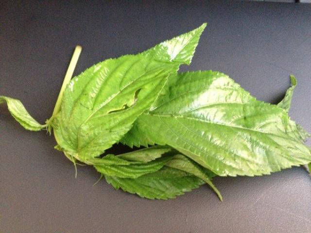 麻 维基百科,自由的百科全书 | - 維基百科,自由的百科全書 黃麻- 株式会社麻絲商会 麻 维基百科,自由的百科全书 | - 維基百科,自由的百科全書 黃麻- 株式会社麻絲商会