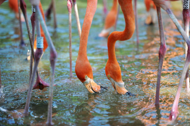 美丽的火烈鸟 优雅雅致的秋日生活