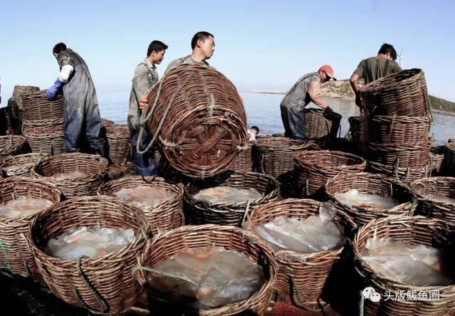 在鲅鱼圈有这样一组摄影作品 记录了近年来海蜇捕捞时的 那些壮阔场面