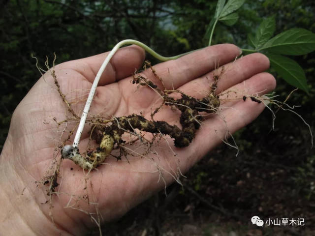 18-4-22竹节人参的根茎会长出许多细小的不定根