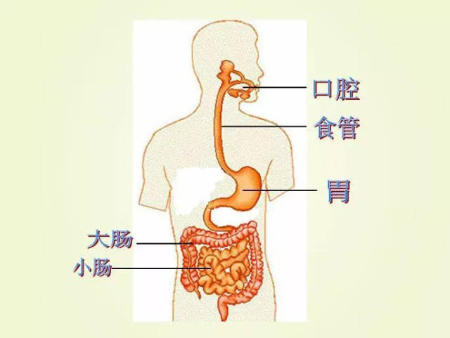 食物通過口腔依次進入胃,小腸,大腸,最後通過肛門排出,是人類很正常的