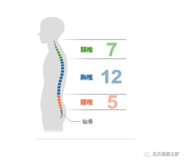 一文看懂:頸椎,胸椎,腰椎出問題,相關部位會出現那些疾患