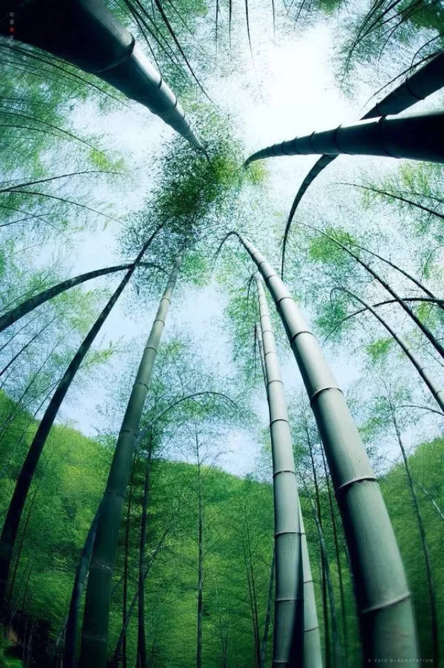 古诗中竹子美醉人心