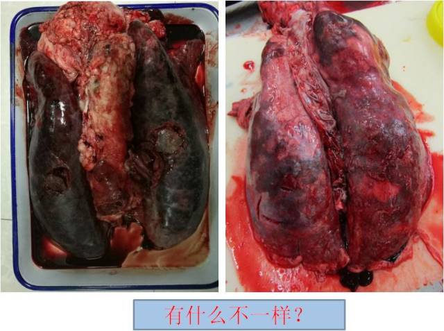 【乾貨】解剖病理在不同豬病診斷中的應用(大量圖文案例)