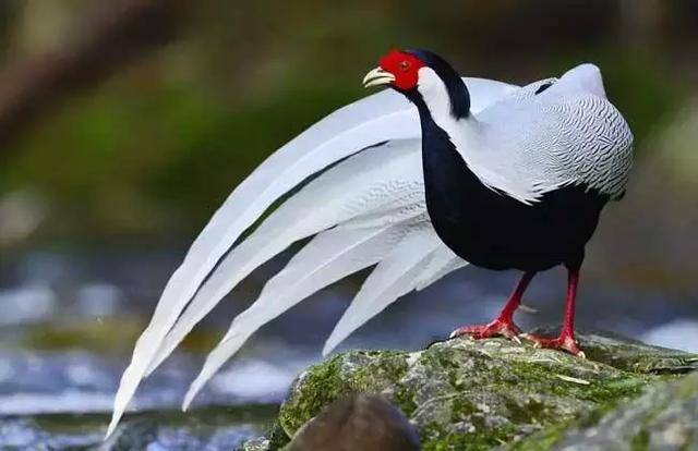 其中国家一,二级重点保护珍稀动植物45种,如桫椤,水杉,蓖子三尖杉,连