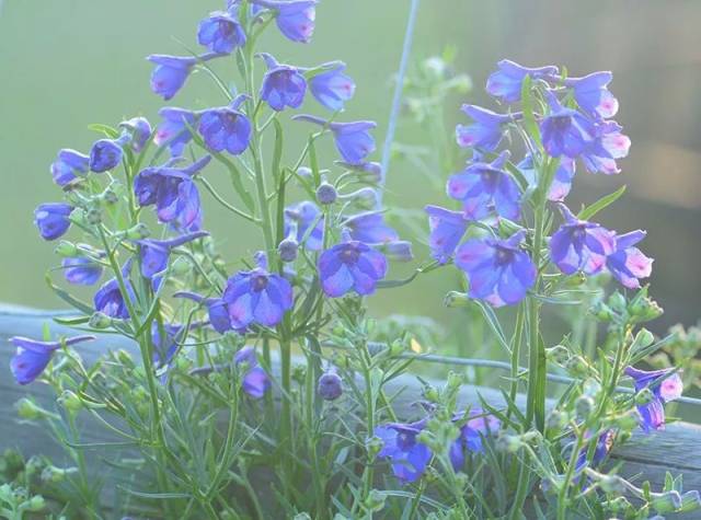 大花翠雀,摇着铃铛而来的小精灵_手机搜狐网