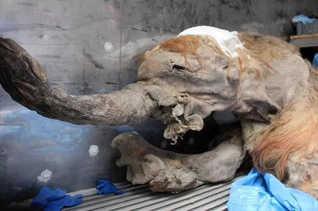 灭绝三万年的猛犸象又要复活啦!_手机搜狐网