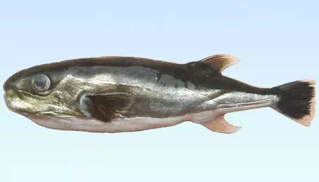 53 黑鳃兔头鲀  黑鳃兔头鲀,因其体色金黄,在日本被俗称为"金河豚金 