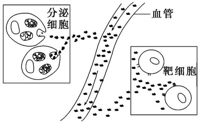 1,促胰液素是人们发现的第一种激素