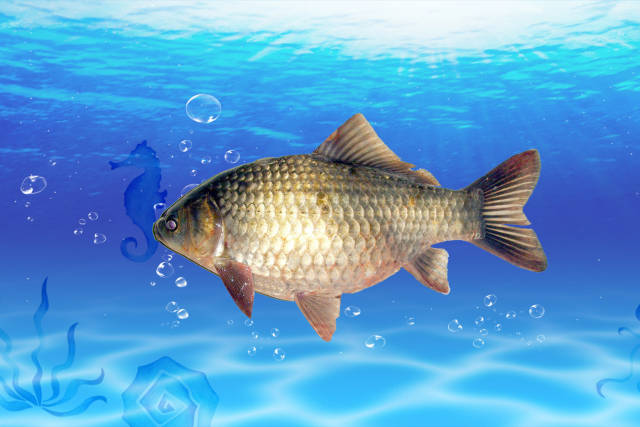 钓鲫鱼的几个诀窍以及钓鲫鱼小药的最佳搭配方