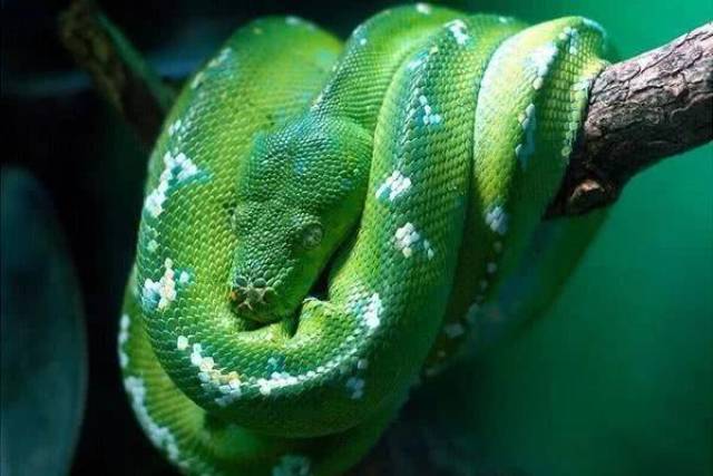 世界上10种最漂亮的蛇图片