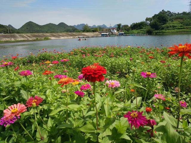 柳州出发一个半小时捡板栗,赏花海,土猪宴,只要58!