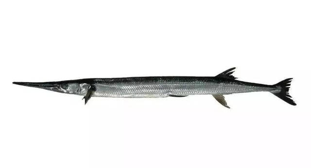 卖相难看,但全身可以"七吃"——肉,鳃,皮,肝,鳍,卵巢及胃袋,甚至被称