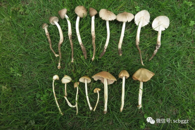 雨后小精灵——华南常见蘑菇识别课程回顾