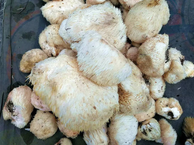 乌鲁木齐南山蘑菇种类图片