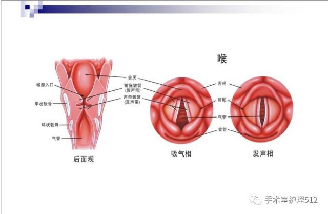 电子喉镜下解剖结构图图片
