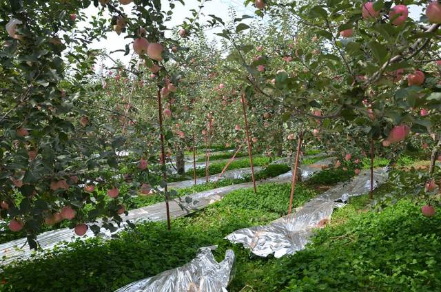 洛宁县上戈绿色果品开发有限公司基地面积18万亩