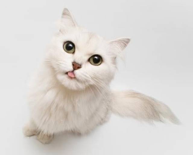 略略略~知道为什么猫咪会对你吐舌头吗?