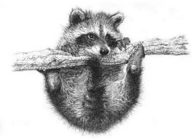 看到这组钢笔画的动物世界,简直怒赞!