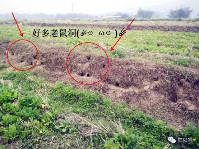 宾阳田间趣事,秋季到了,又该抓田鼠了!