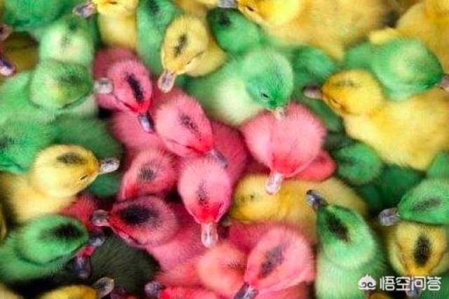 听家里老人讲在90年代也曾经流行过这样染色的鸡鸭,不少家长买来给
