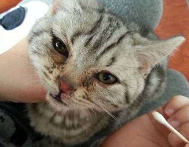 猫鼻支鼻子变黑猫鼻支鼻子边变黑