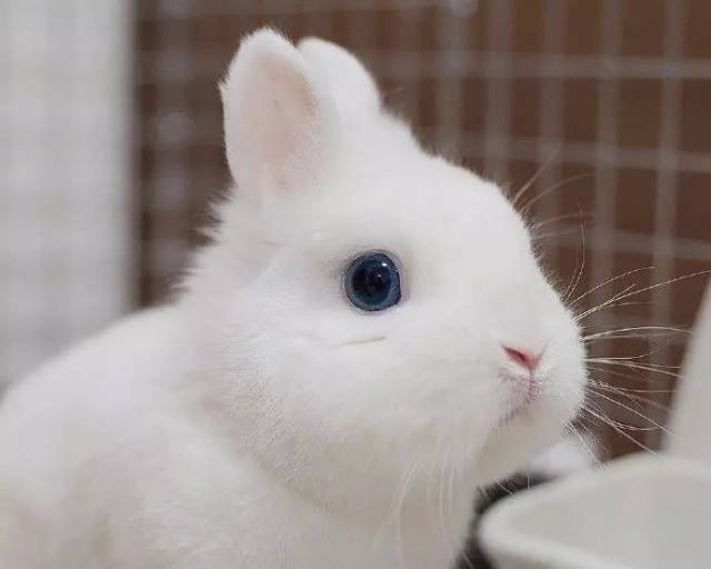 蓝眼睛兔子垂耳图片