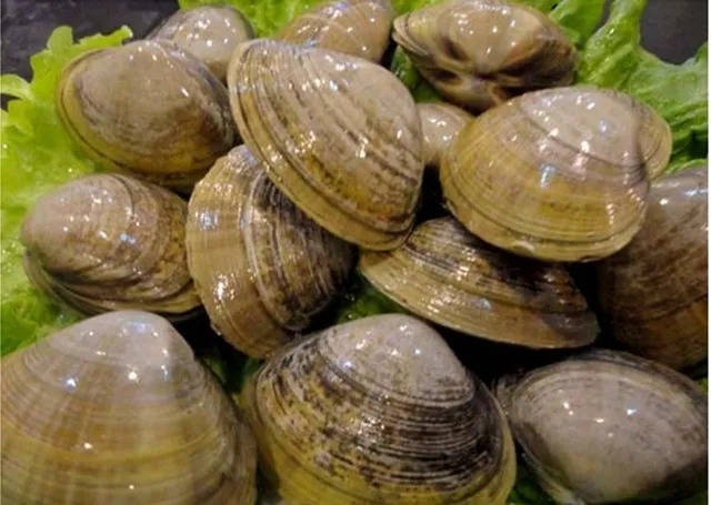 丹东黄蚬子价格暴涨的原因