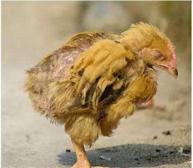 鸡怎么预防禽流感,鸡患禽流感怎么治疗治疗鸡