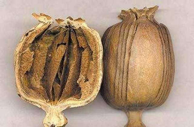如何识别食物中是否有罂粟壳?