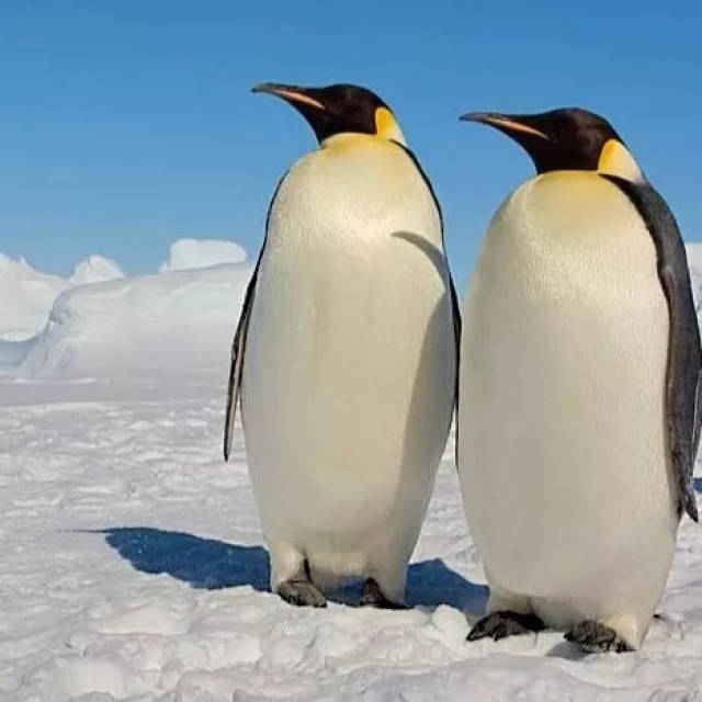 巴布亚企鹅的特点图片