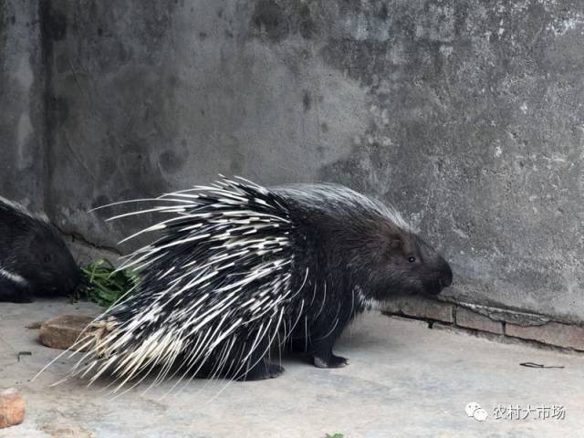 明日播出|长满刺的"猪"也赚钱