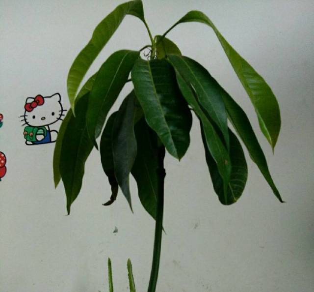家庭养护芒果盆栽要想长得好,七个方面要注意