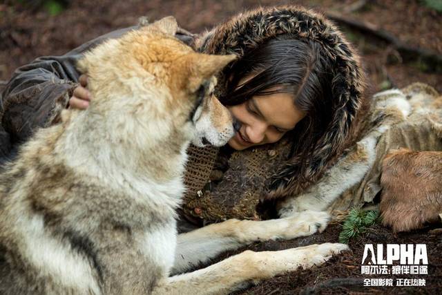 《阿尔法:狼伴归途》发父母爱片段 年度最佳