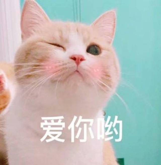 猫咪表情包:我懂了,我就是你可有可无的网友