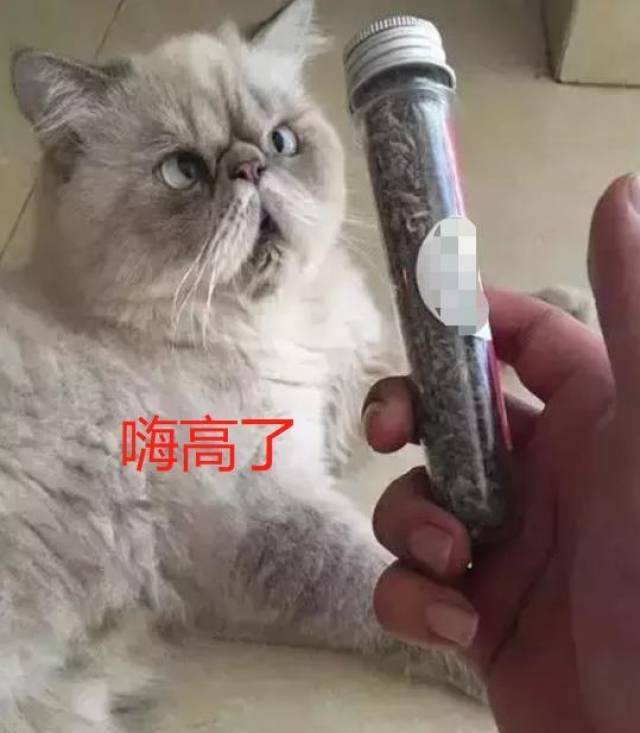 猫咪闻一口就瘫了,吸毒现场变"挺尸房",堪称猫界的最强毒品!