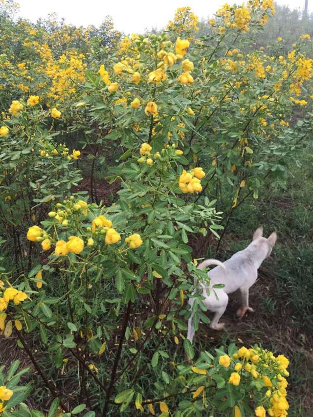 黄花槐迎来花期
