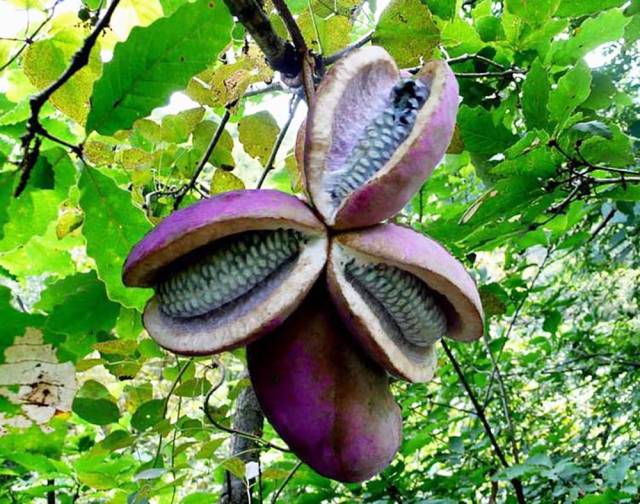 八月瓜不知其功效确当苦柴烧