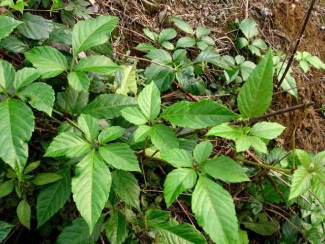 相信不少小伙伴已经知道它的名字了,是的,它就是母猪藤,这种植物秋季