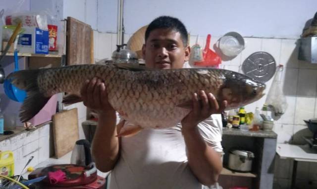 5米,线组3 2,野钓调七钓三 汉鼎巨鲤 °  汉鼎巨鲤斩获31斤 又是黑哥