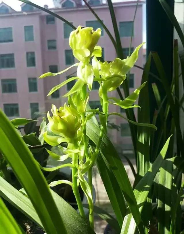 带花苞峨眉牡丹建兰四季兰奇花奇蝶兰花兰草包邮