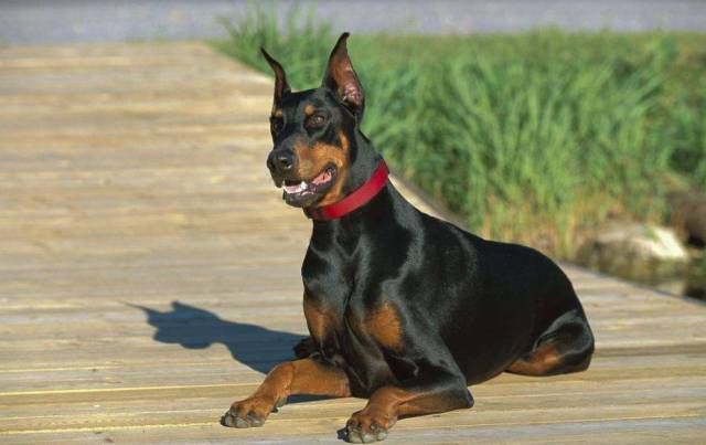 最懒猛犬:英国斗牛犬,马士提夫,纽波利顿,巴西菲勒,高加索 (没提到的