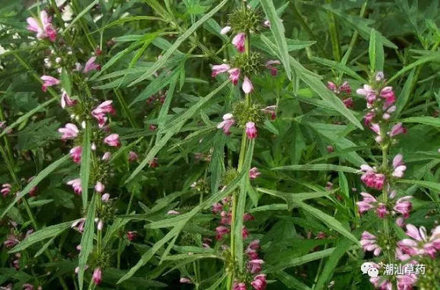 潮汕草药益母草