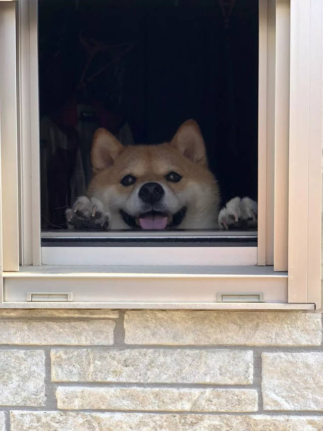 这只小柴犬天天趴在窗户里看风景呆萌的样子也太可爱了吧