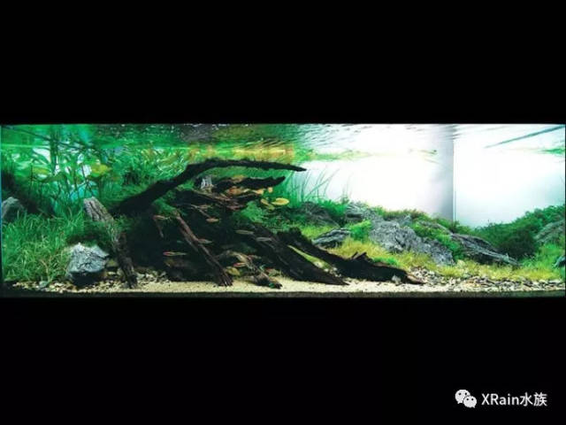 ADA 2007水草造景大赛前27名获奖作品_搜狐网