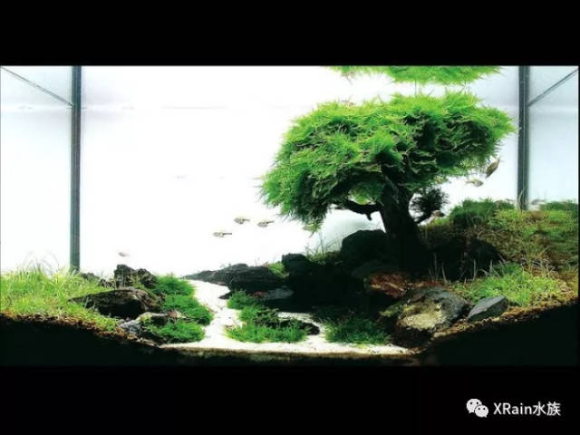 ada 2007水草造景大賽 前27名獲獎作品