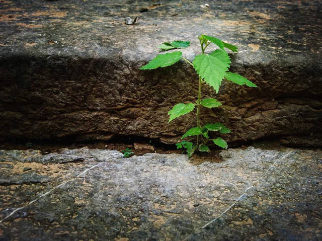 石缝间倔强的生命,常使我感动得潸然泪下.