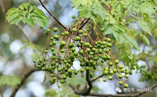 民间防治中蜂巢虫的妙方