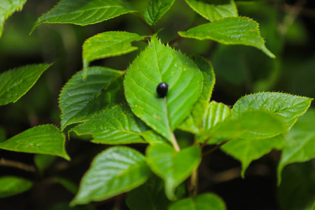 黄金周不可错过的小众旅行,丽江新玩法,老君山探索自然之旅