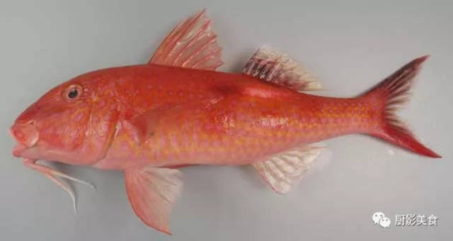 这些珍奇的海鲜,你吃过几种?